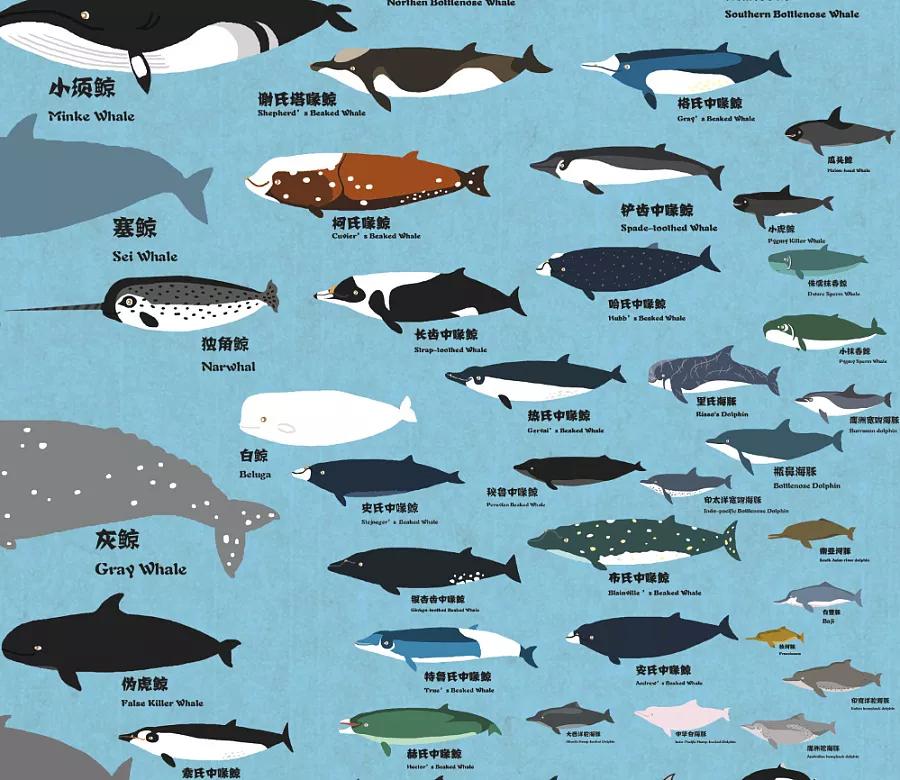 为何鲸豚类容易迷路,搁浅,营救困难?