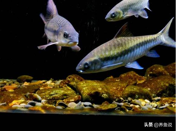 观赏鱼白点病对抗攻略，秋季水温波动大，鱼友鱼缸观赏鱼中招不少