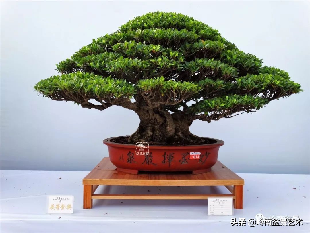榕樹盆景圖片,榕樹盆景圖片大全欣賞