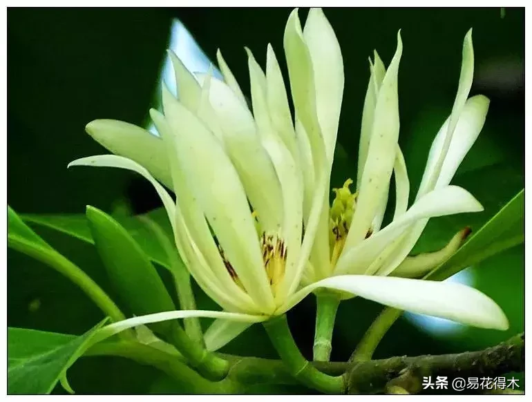 玉兰、紫玉兰、广玉兰、白兰花、木兰、望春、辛夷分别是什么花?