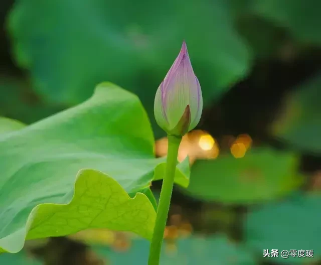 立夏｜梅子金黄杏子肥，麦花雪白菜花稀