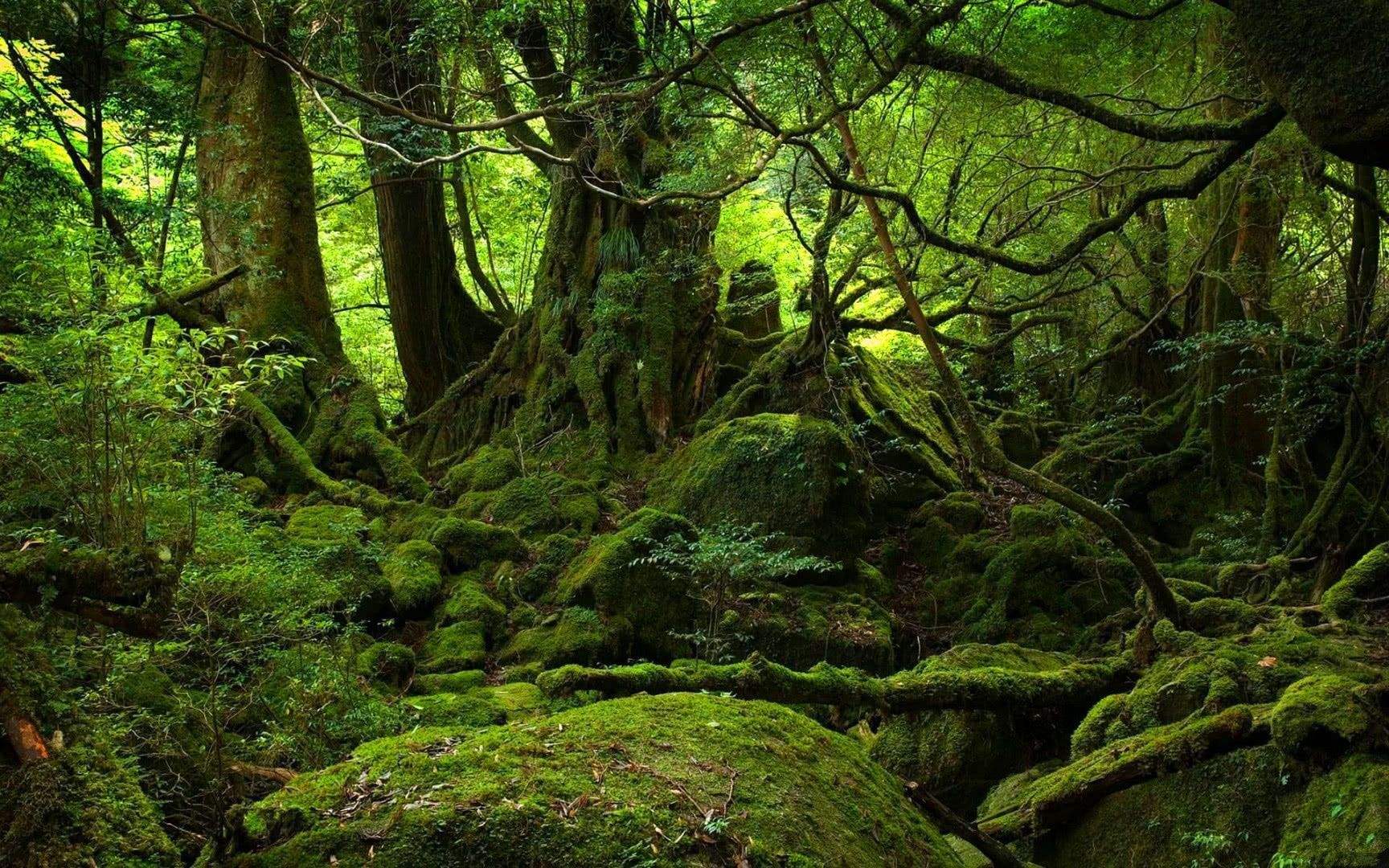 青木原(世界死亡之地系列-“自杀圣地”青木原林海)