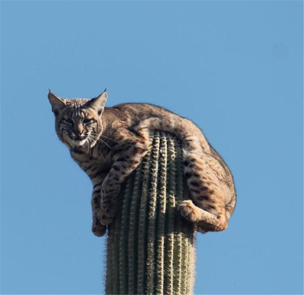 大山猫是什么动物(敢杀鲨鱼的短尾猫，这次倒霉了！被山狮赶到5层楼高仙人掌上避难)