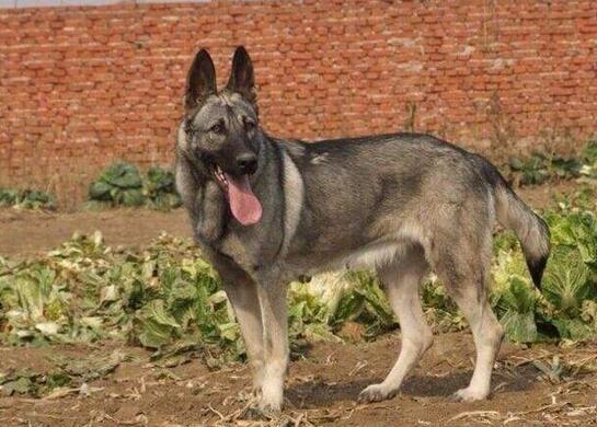 狼青犬是杂交得来的品种体格壮硕,攻击性强,对于挑