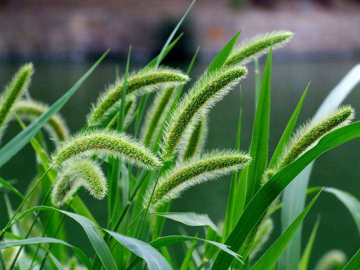 禾本科植物有哪些（常见禾本科杂草图谱合集）