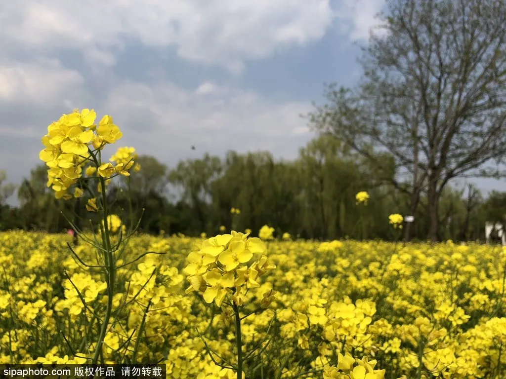 去哪看油菜花,