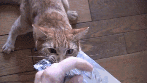猫咪为啥总是喵喵叫讨食？明明碗里还有粮