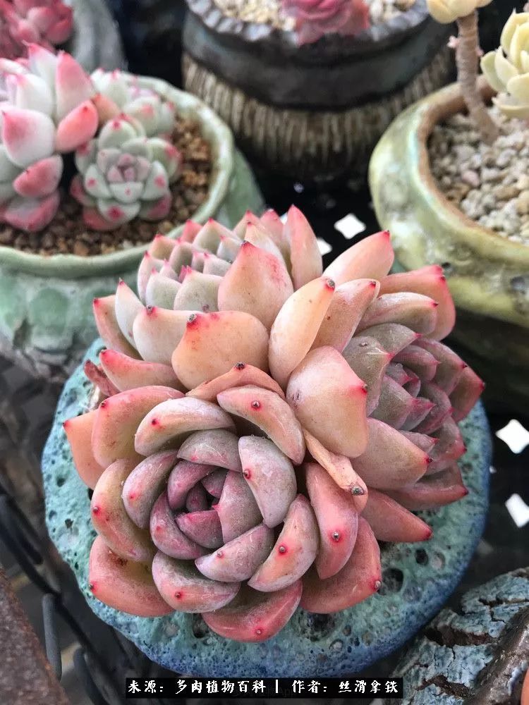 雪融花:雪中赏多肉,瑞雪兆丰年!