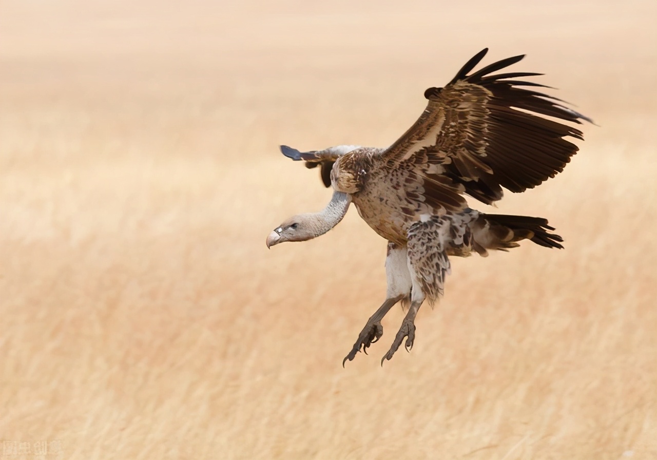 食腐的秃鹫为何百毒不侵?人们低估了它们的重要性