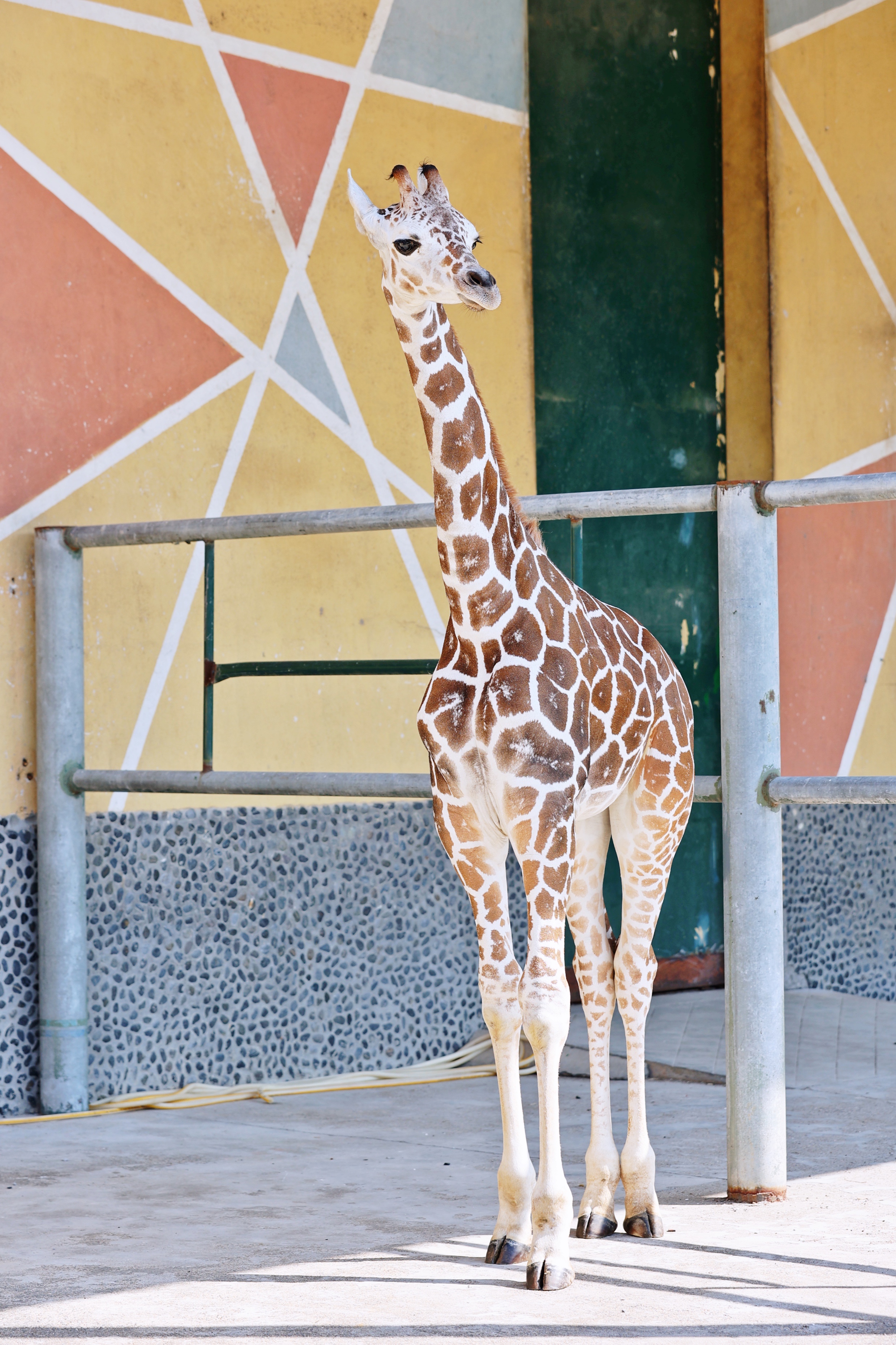 无锡动物园迎来长颈鹿宝宝,"秋趣动物园"又添新乐趣