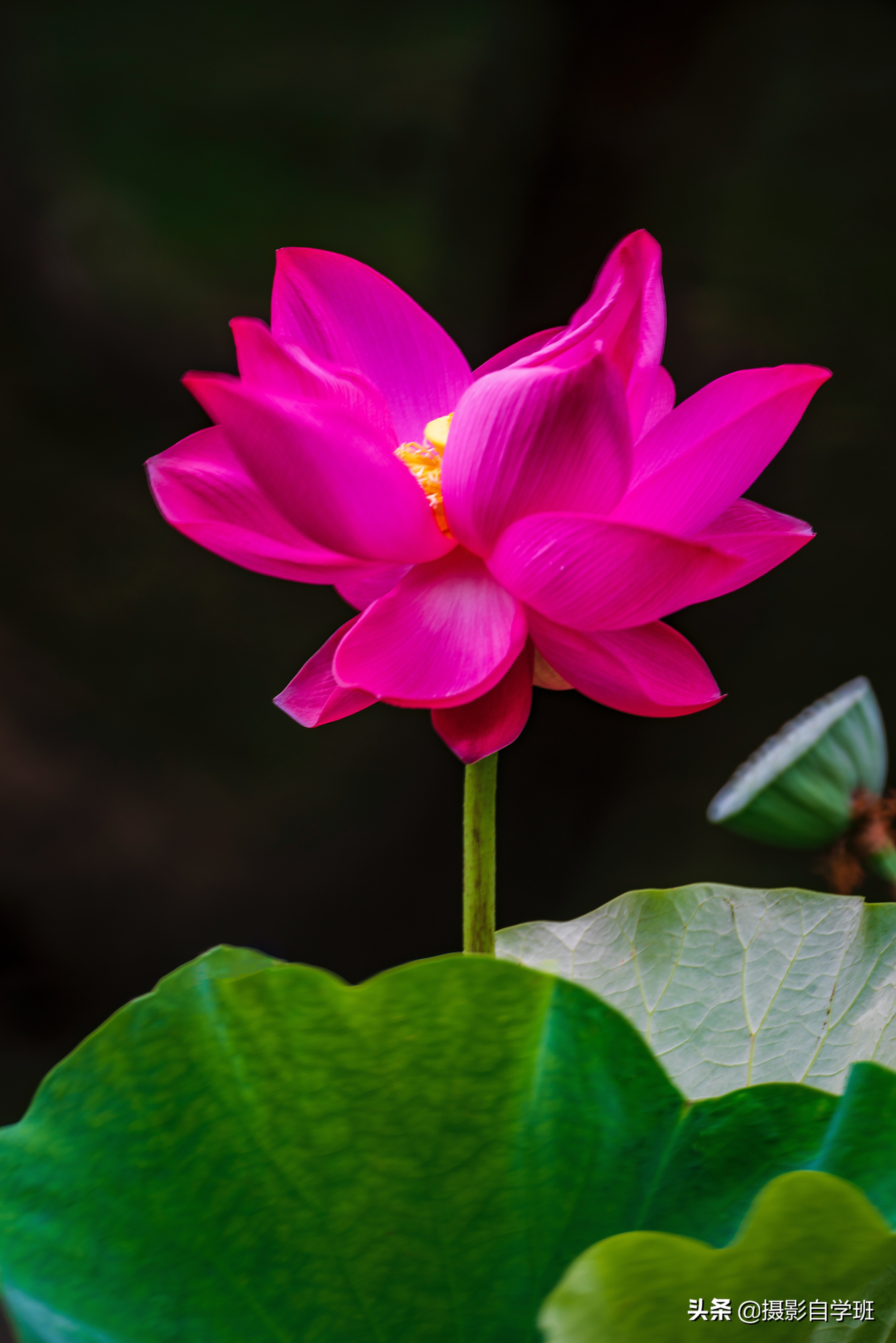 色彩浓度过浓,这样的照片颜色不自然,也就是我们说的这个颜色不好看