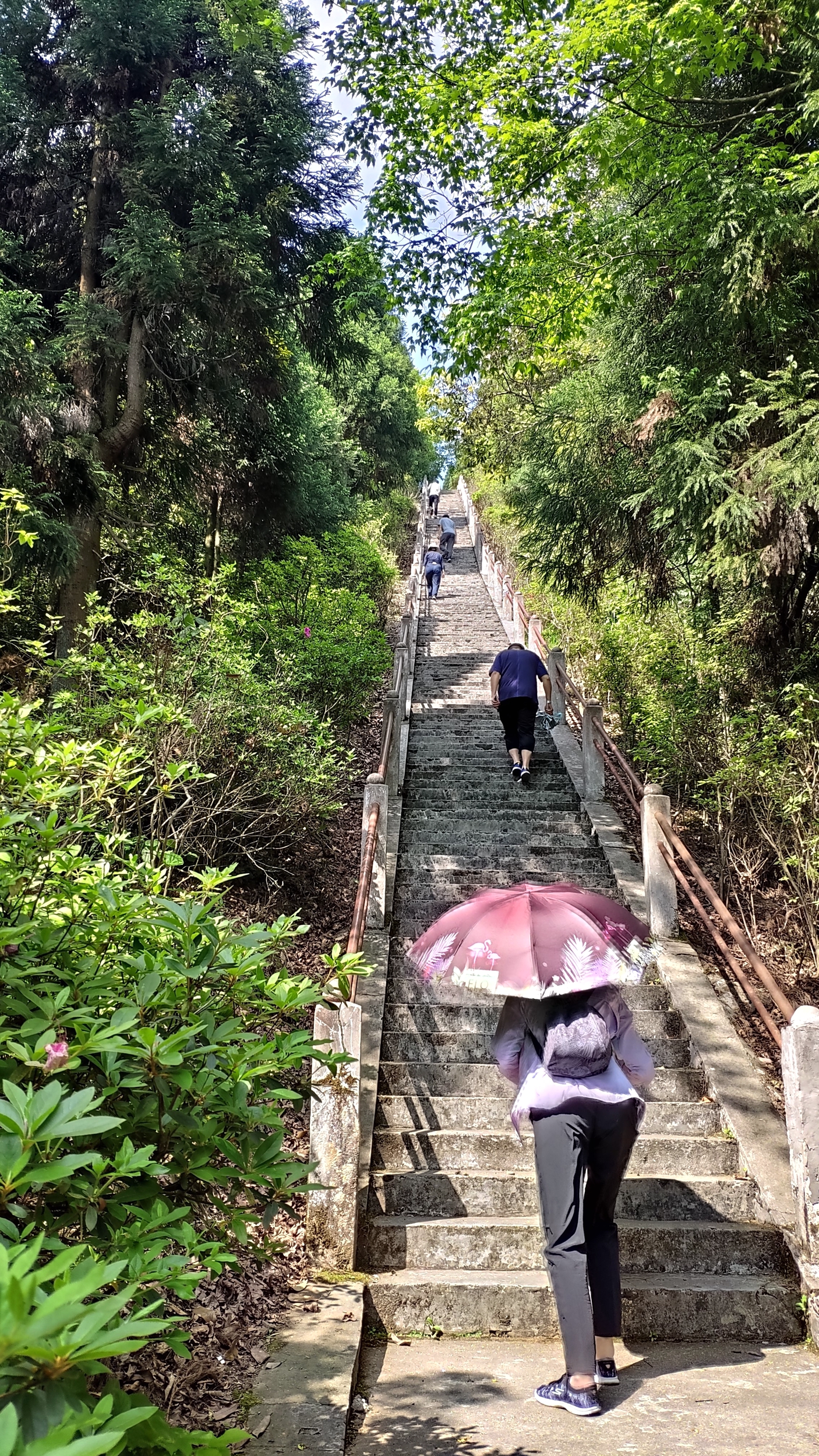 兰溪自驾游哪里好(离城市最近的国家森林公园！崇义阳明山是一个自驾游的好地方)