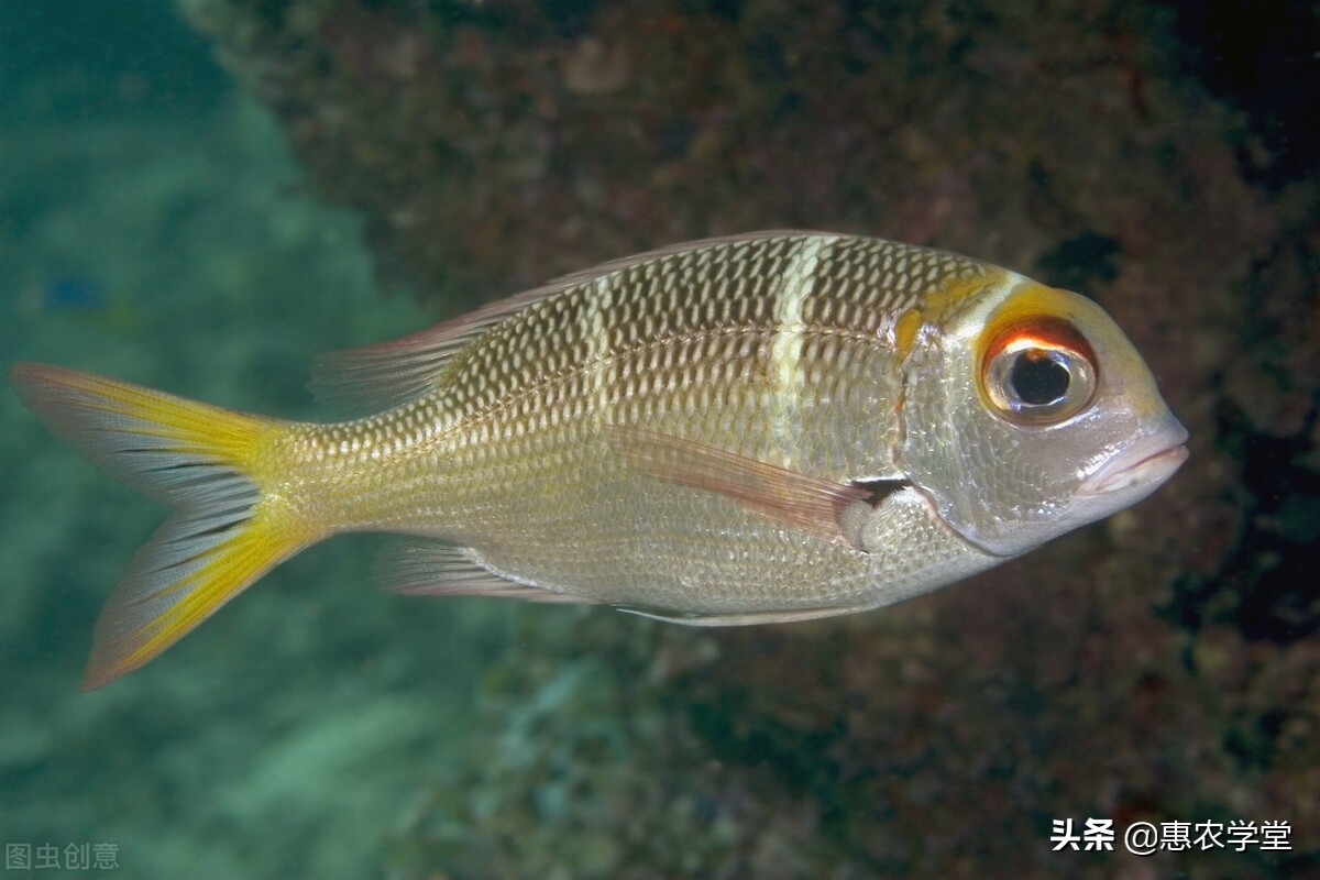 這種魚紅身大眼,外形獨特,且肉質鮮美,是廣東的傳統風味名菜