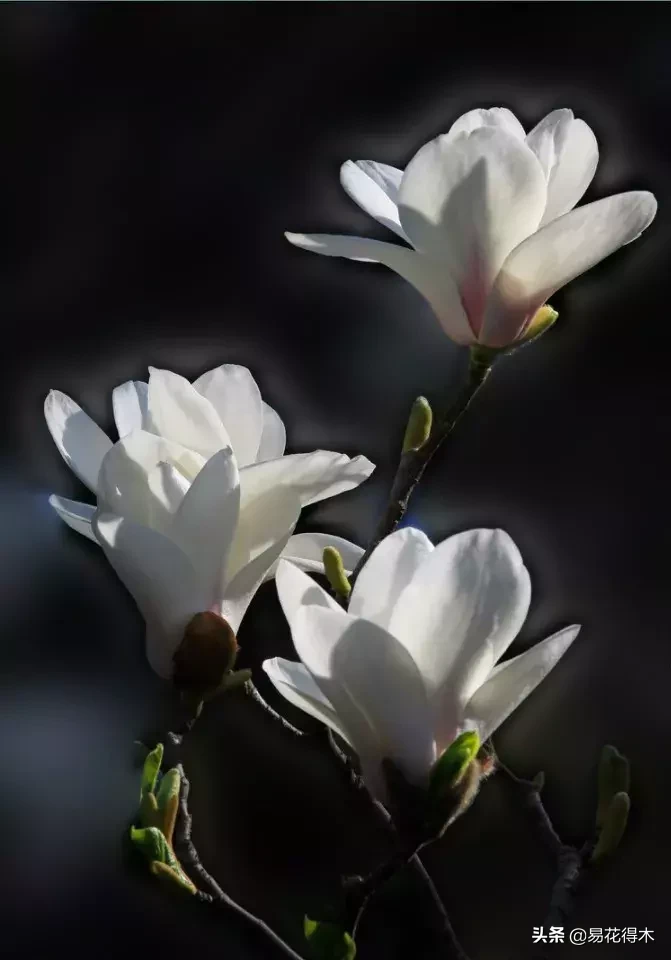 玉兰、紫玉兰、广玉兰、白兰花、木兰、望春、辛夷分别是什么花?