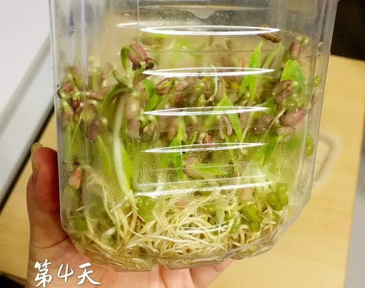 毛豆怎么变成圆的黄豆（毛豆可以变成黄豆吗）-第12张图片-昕阳网