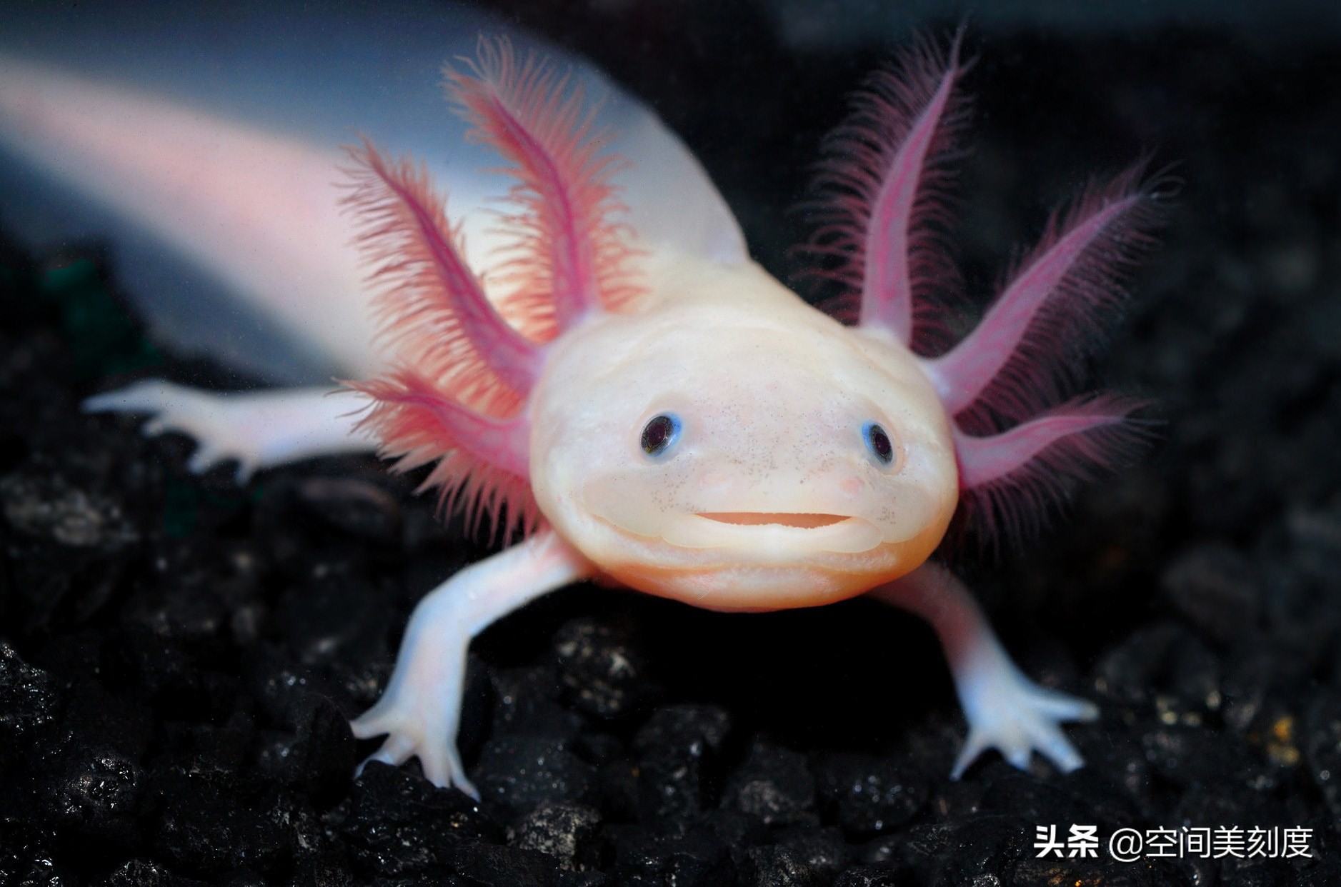 美西鈍口螈(六角龍魚)axolotl