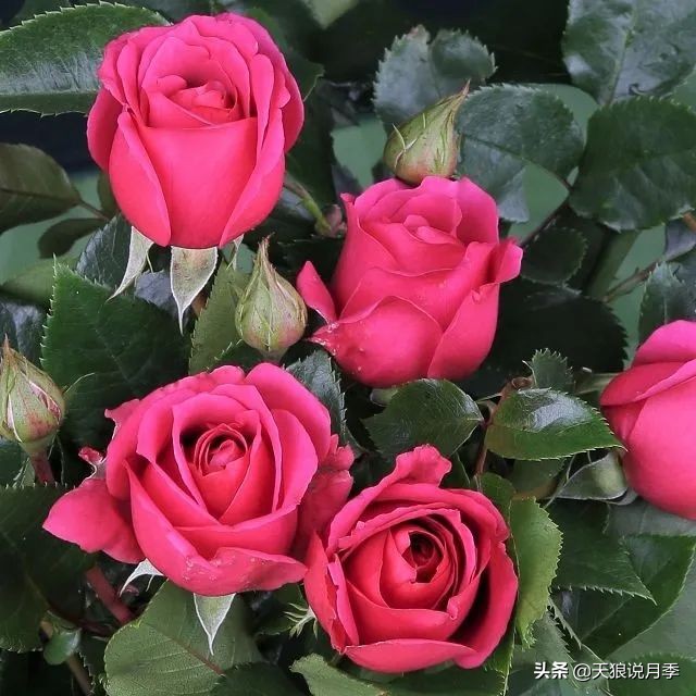 2020世界新品月季大赏，一起来看看都有哪些值得期待的新品种