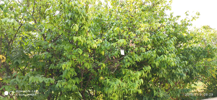 陪你一起看湖北省广水一中①——走进植物王国