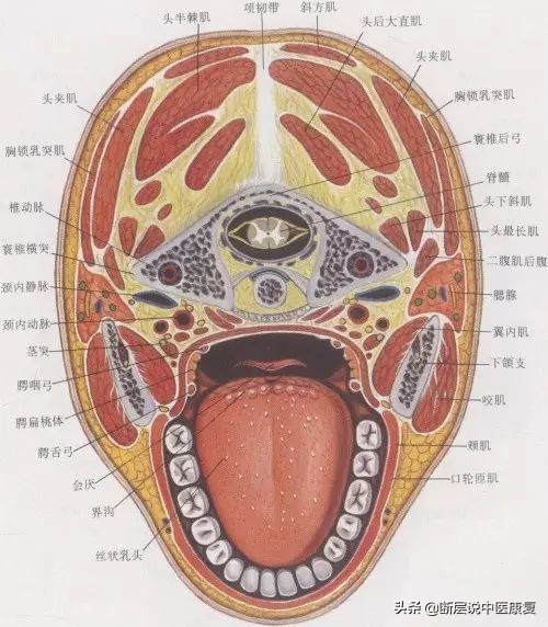 目前最完整的頸部解剖圖譜!肌肉,血管,神經全都有