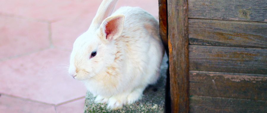 怎样养兔，兔子的六大养殖技术？