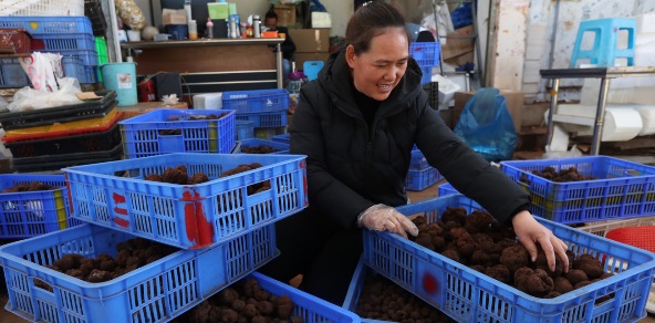 黑松露：原产法国的顶级食材，近年却被中国制造把价格拉下神坛