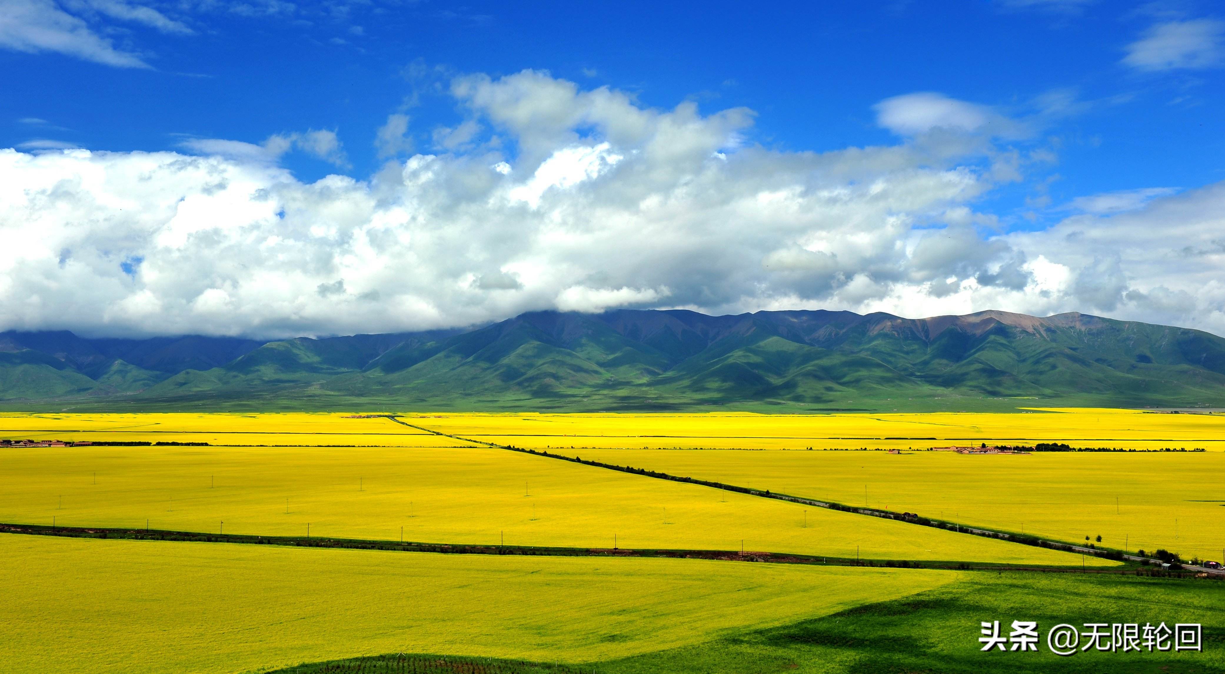 10首最美的油菜花诗：别拿菜花不当花
