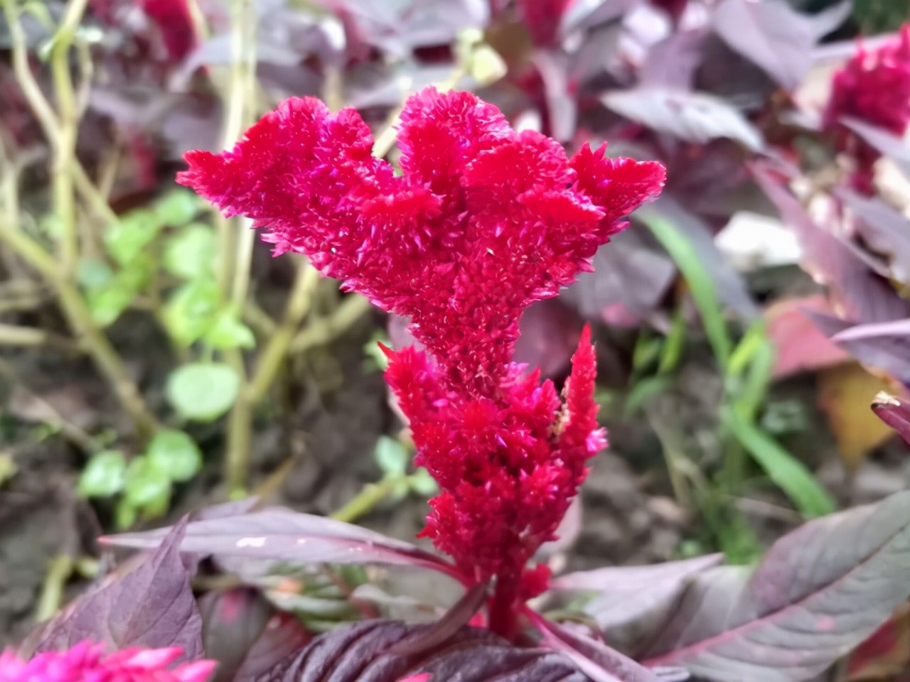 鸡冠花，似火焰般绽放着，不愧"花中之禽"美誉