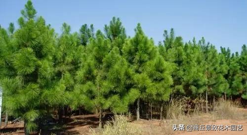 常绿乔木有哪些（70多种常用常绿乔木图例宝典）