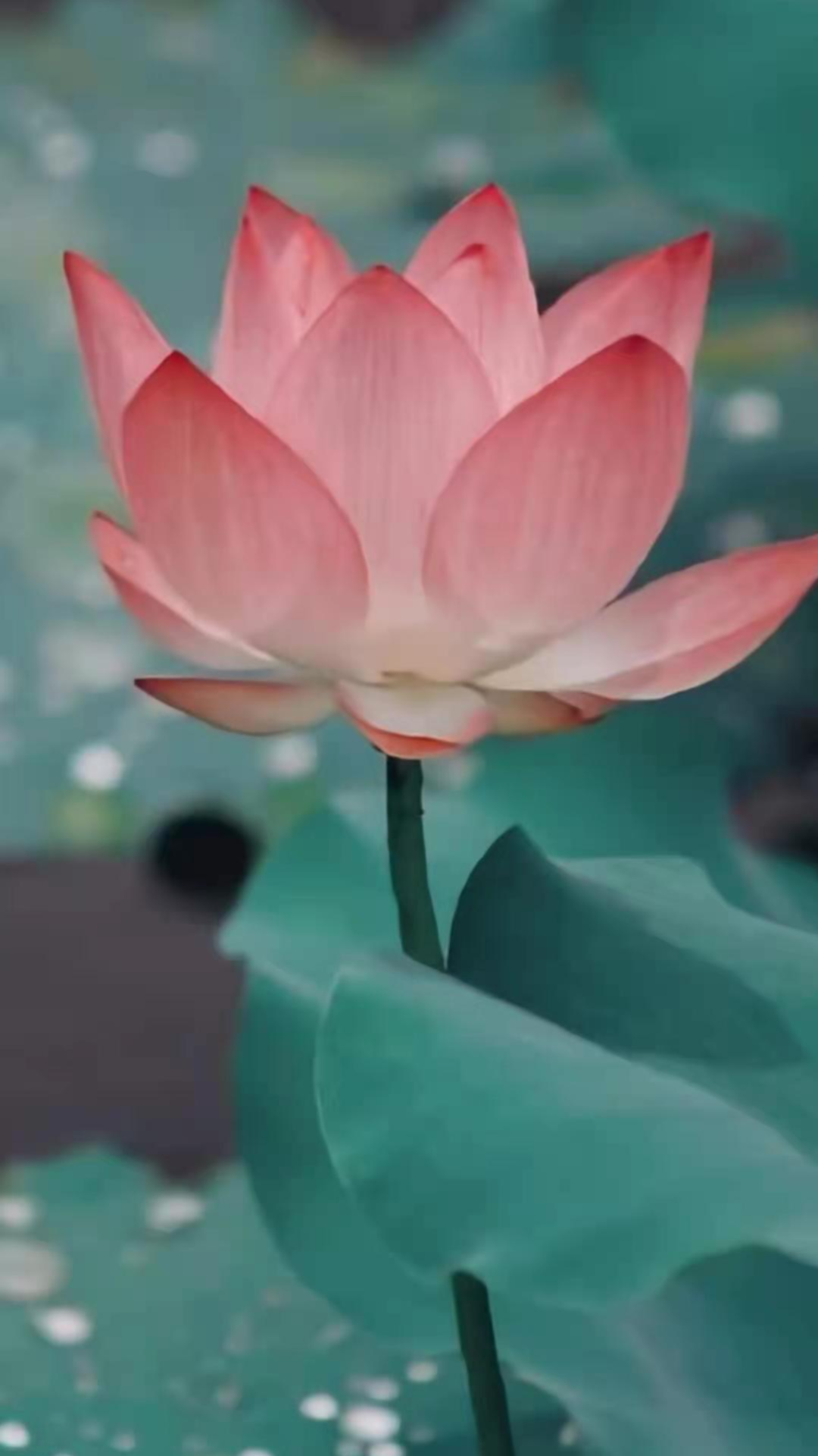 你的理想大学，终于被做成了手机壁纸