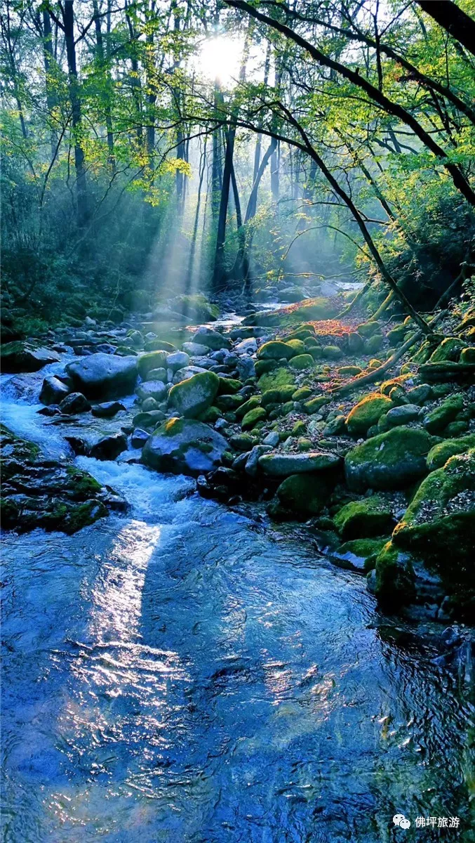 关于夏天树荫的说说配图「简短」 _qq说说网