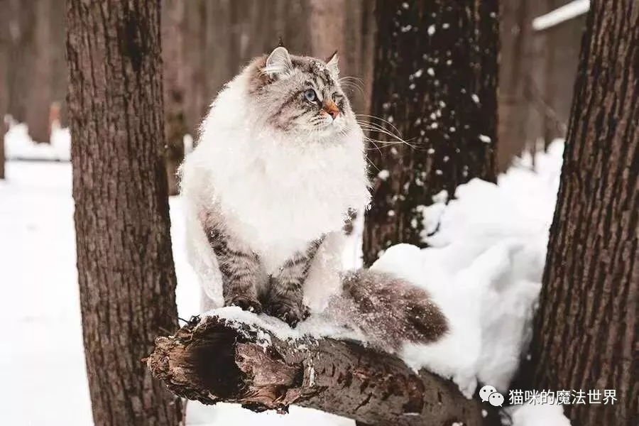 猫咪品种大盘点13：西伯利亚森林猫