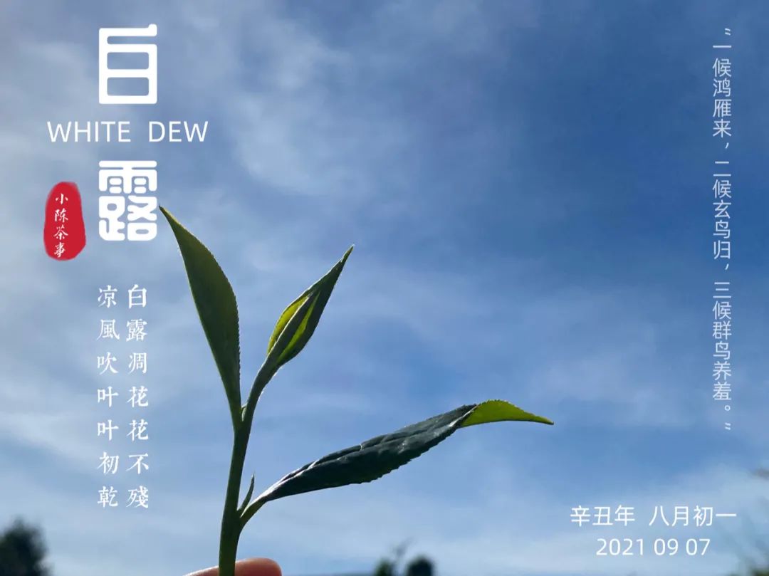 蒹葭苍苍，白茶生霜，在白露节，谱一曲2021年白露茶的丰腴甘润