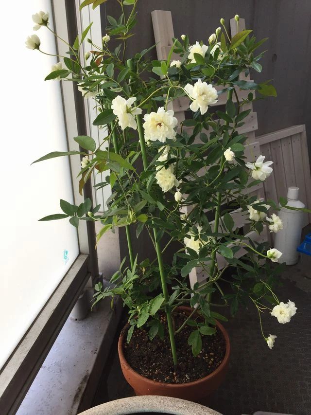 木香花的缺点（木香花为什么不能种在家里）-第3张图片-昕阳网