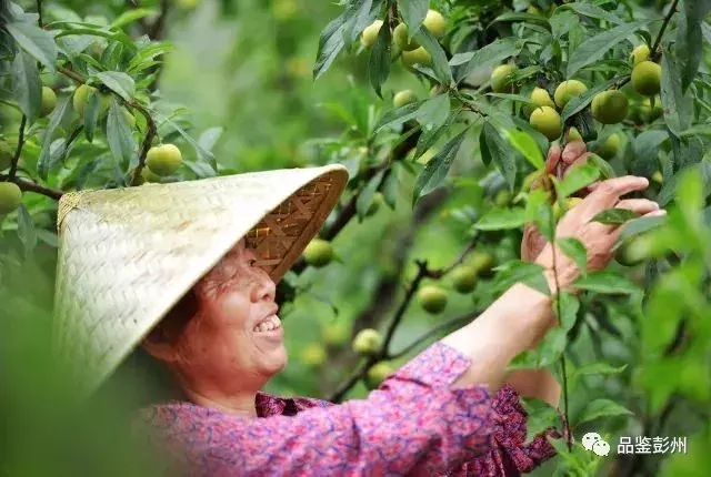 七月贡李甜，邀你赴约乐活葛仙山·第三届果园采摘之旅