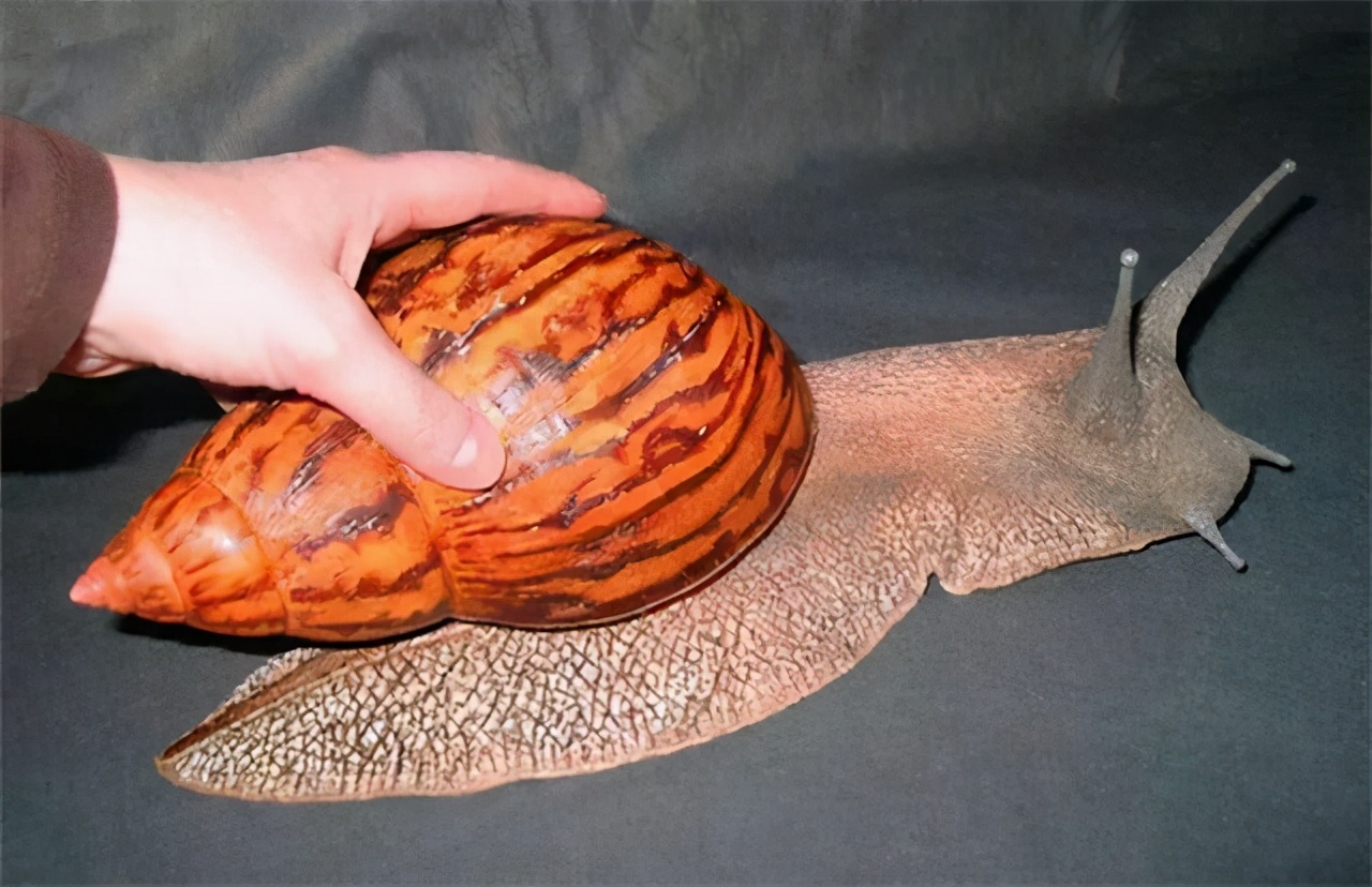 加纳非洲大蜗牛人工养殖(非洲大蜗牛足有2斤重,入侵我国多年,中国吃货