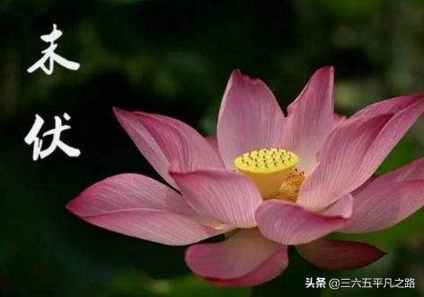 “头伏萝卜二伏菜，三伏里头种白菜”，三伏可种什么菜？答案来了