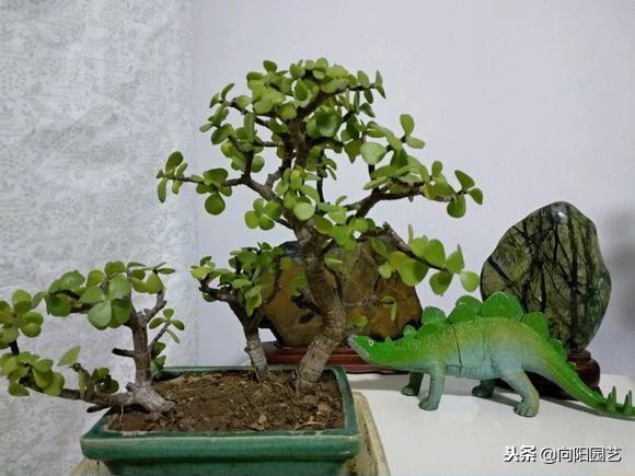 家里就养这“4种”植物，既能成招财旺运，又能养成精致盆景