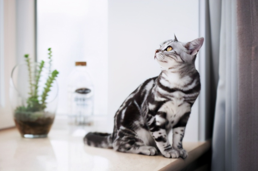 世界上最乖巧的10种猫咪，据说无人能抵挡住它们的温柔