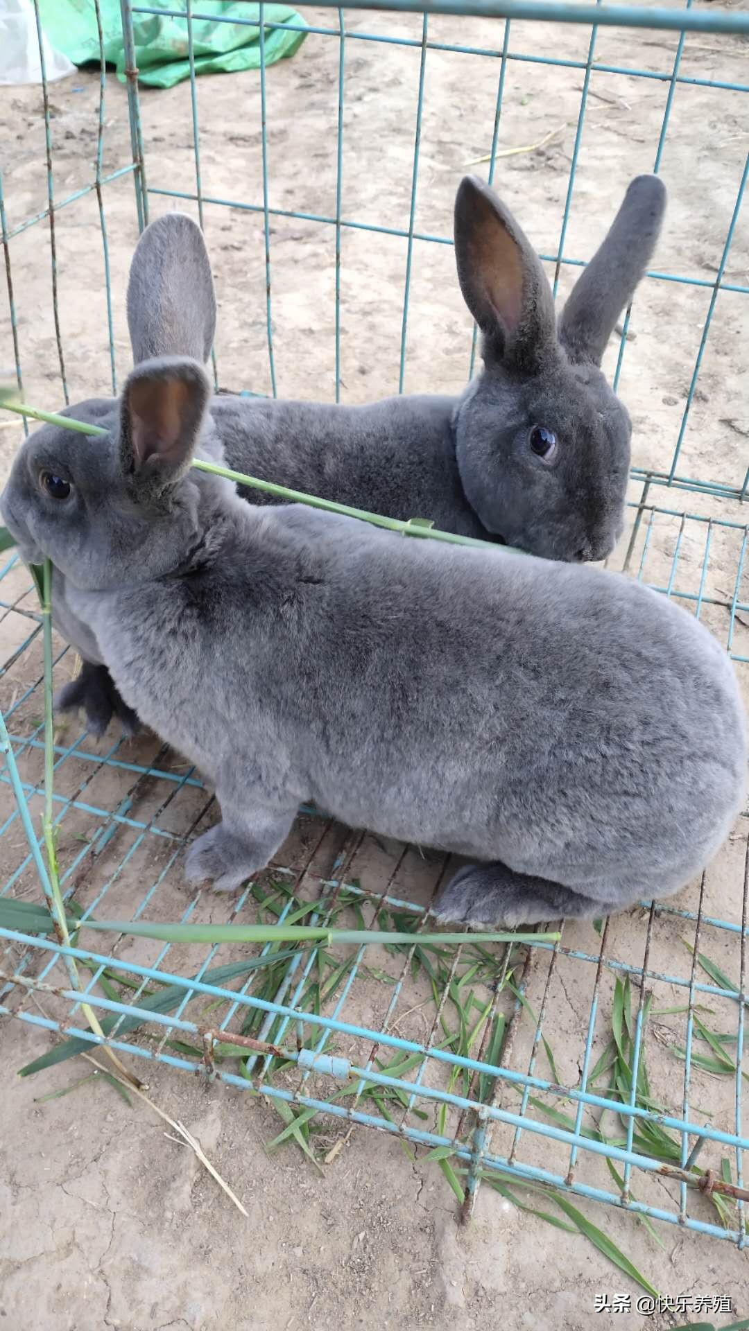 兔价跌至4元一斤，养兔人应如何自救？