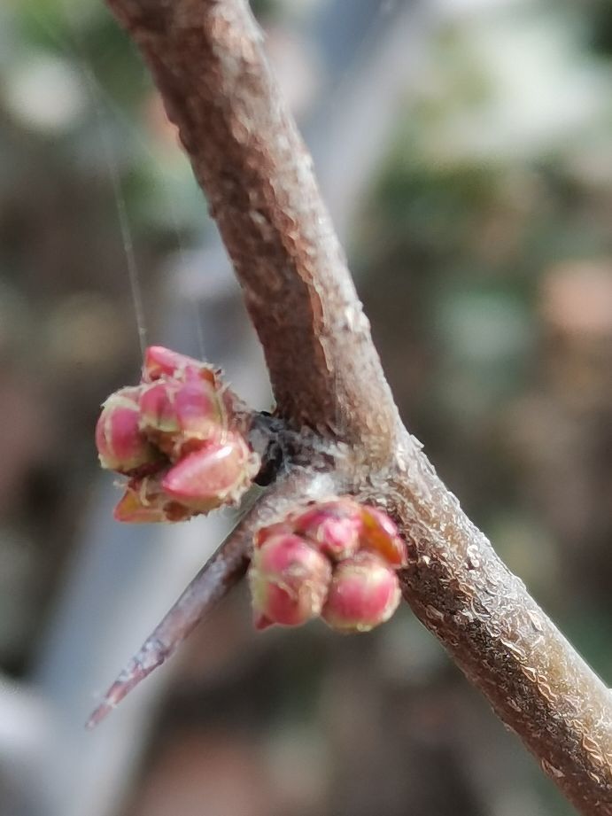 迎春花生长记录图片(图文讲解迎春花的生长过程)