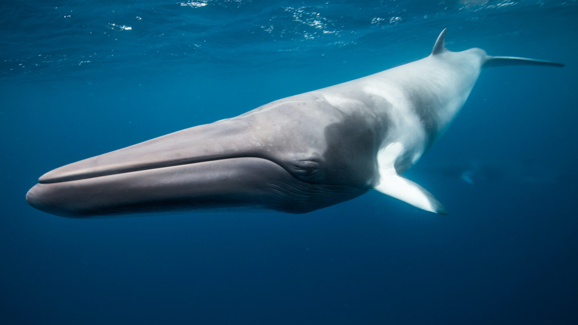 当你出海观鲸时，你看的都是什么鲸？ – 候鸟旅行