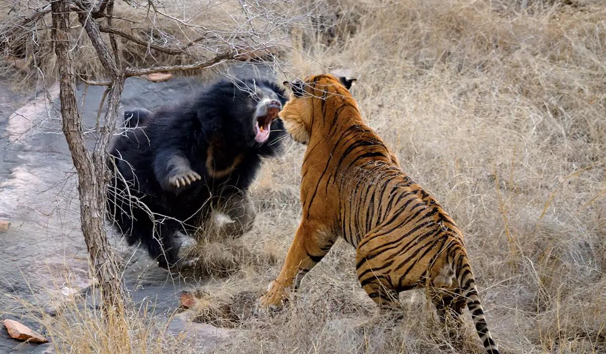 圈出22只老虎得图片(1) - 赤虎壹号