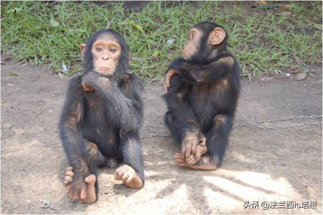 杀熟、欺善怕恶、做表面工作，这条小鱼掌握了全套市井伎俩