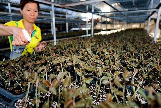 金线莲种植基地在哪里