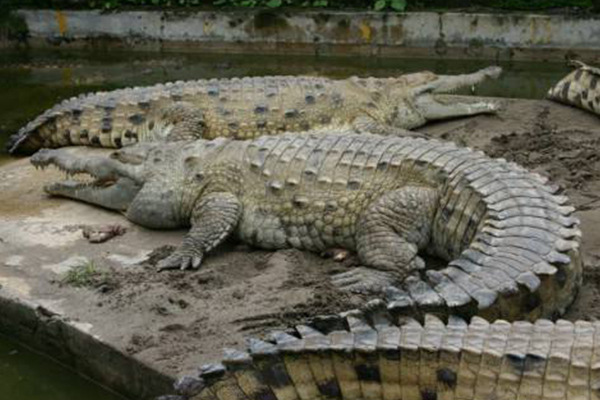 世界上最大的鳄鱼排名(地球上10大体型最大的鳄鱼，咸水鳄和尼罗鳄领衔，美洲鳄也上榜)