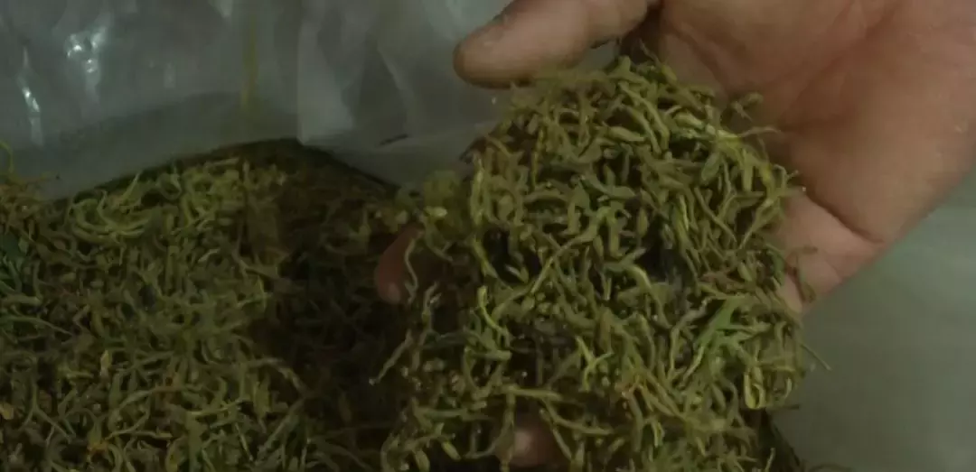 种什么花花香扑鼻还能入药?一年出一季,一季收3茬,每斤卖到80块!