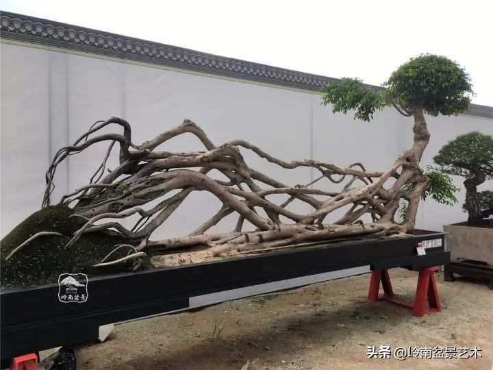 榕樹盆景圖片,榕樹盆景圖片大全欣賞
