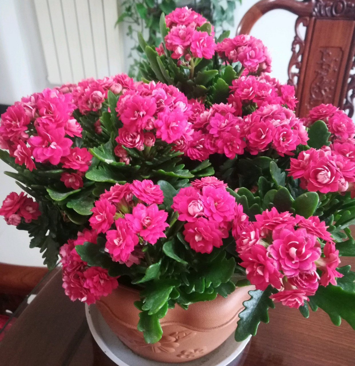 長壽花圖片,長壽花圖片大全