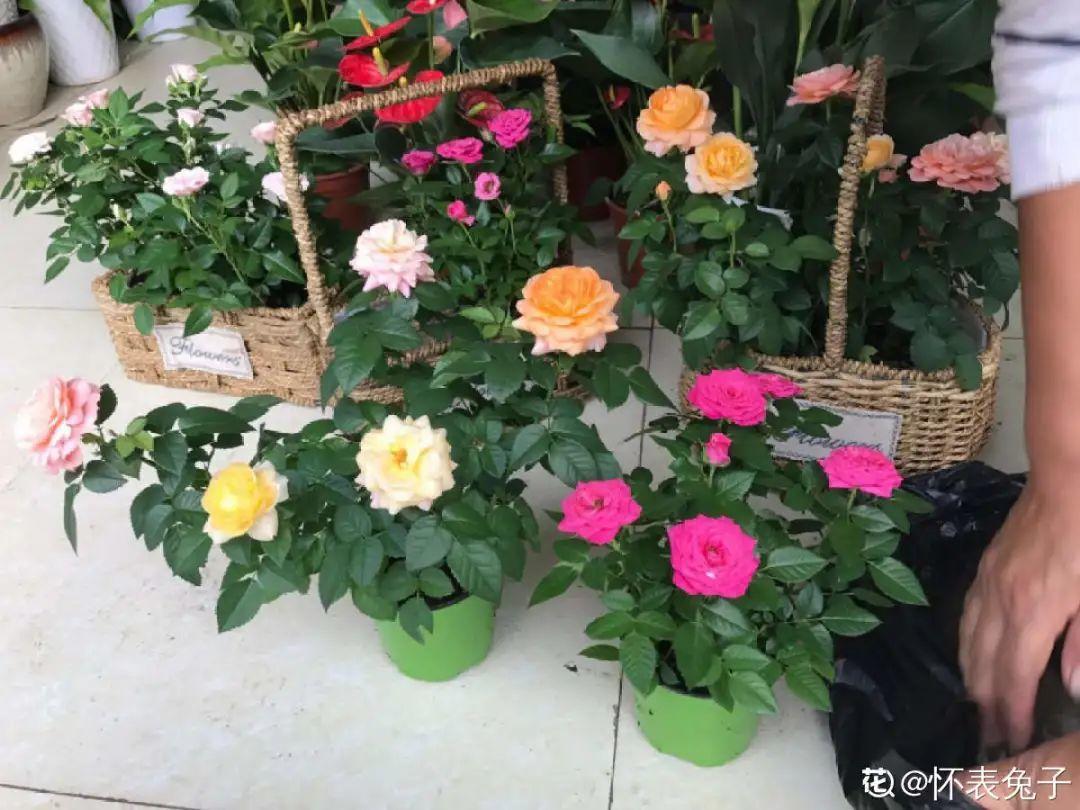 铃兰花的种植时间和开花时间（铃兰花的种植方法）-第25张图片-科灵网