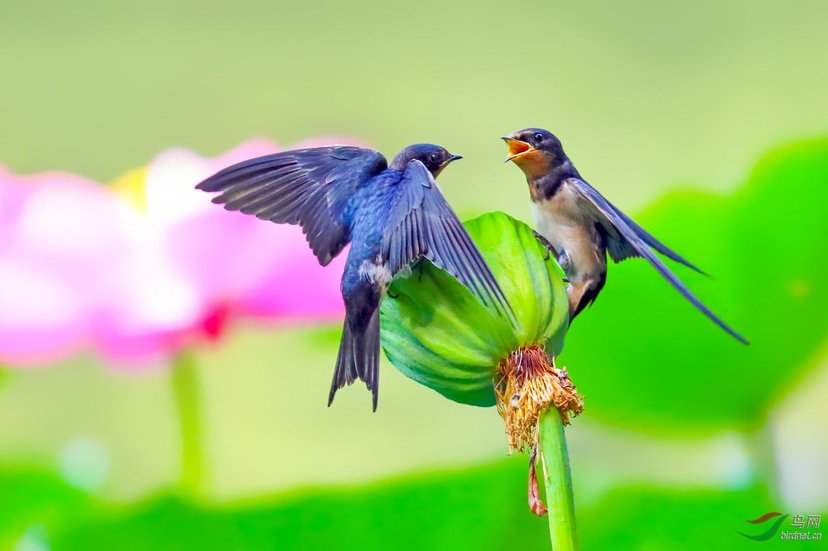 那些经典动物儿歌里的人生哲学和处世之道，讲给孩子听